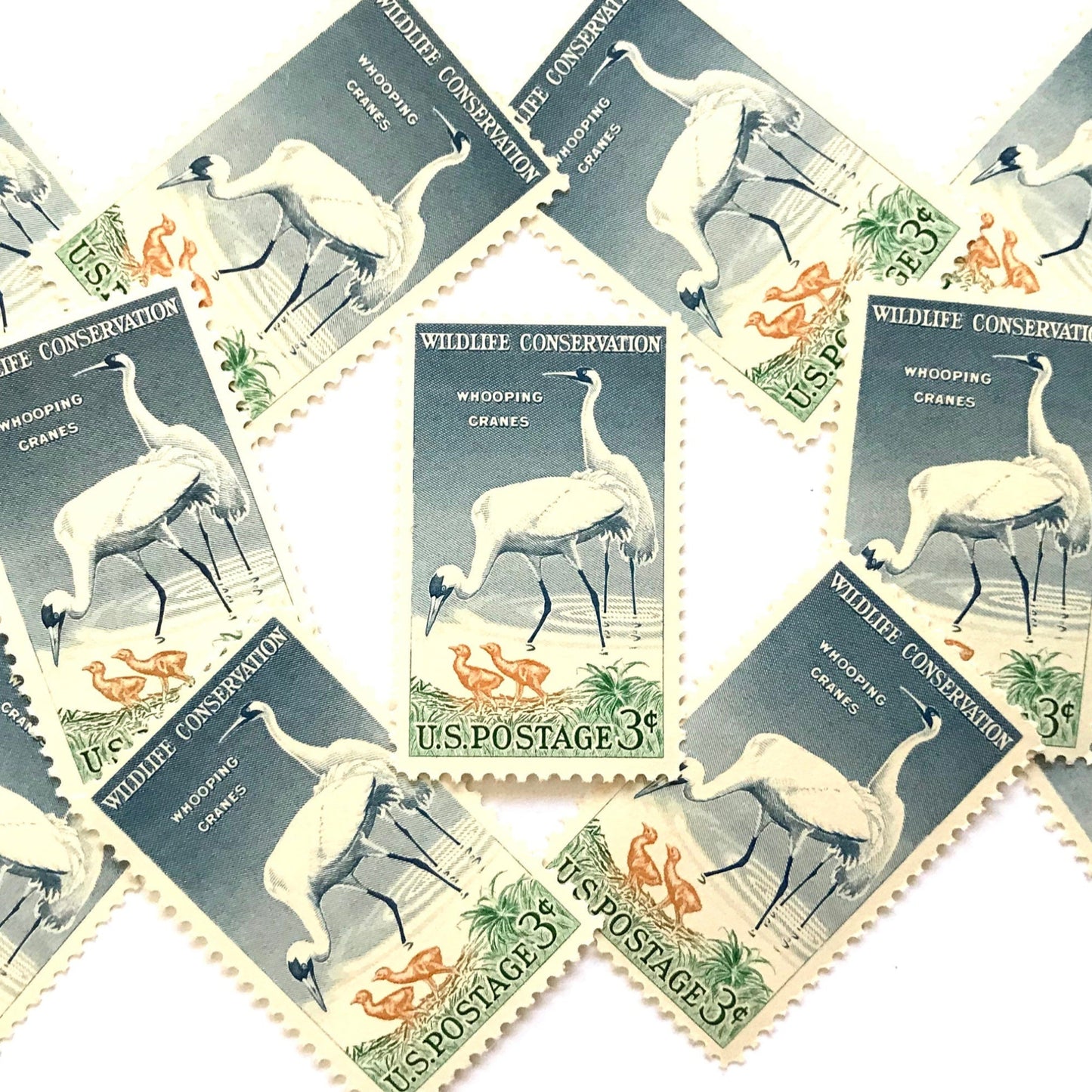 Image of 1957 Wildlife Conservation Whopping Cranes 3 cent stamps. Scott #1098. Stamp themes: Birds, Aviary, Waterfowl, White Birds, Ecology, Conservation, Wetlands, Swamp, Everglades, Florida, Chicks, Babies. Blue and green postage stamp.