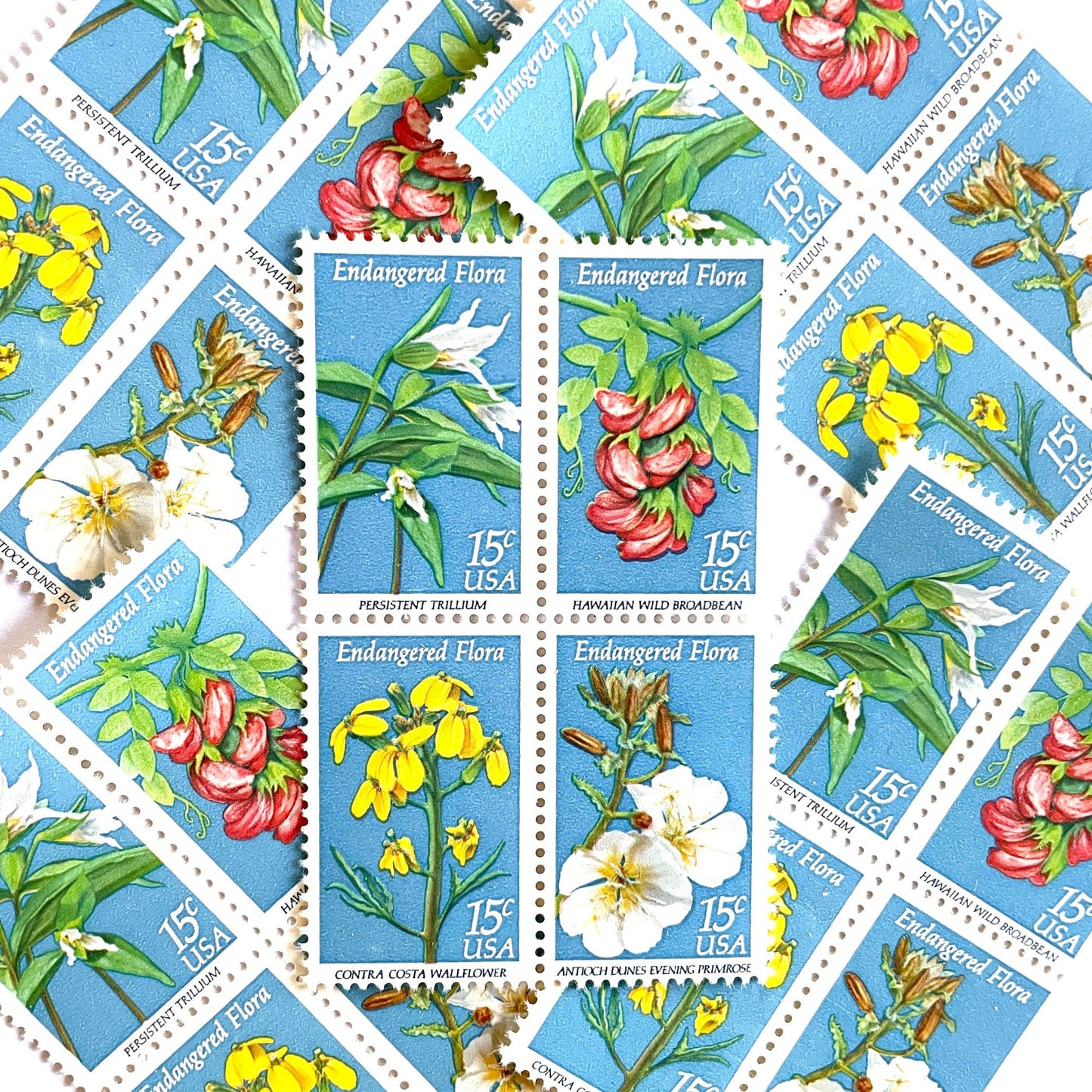 Image of four 15 cent Endangered Flora Se-Tenant 1993 Wildflower postage stamps. Scott #1783-86. Stamp themes: Endangered species, Endangered flora, Vulnerable, Extinct, Extinction, Environmental, Preservation, Ecology, Hawaiian Wild Broadbean or Hawaiian Vetch, Contra Costa Wallflower, Persistent Trillium, Antioch Dunes Evening Primrose. Blue postage stamp.