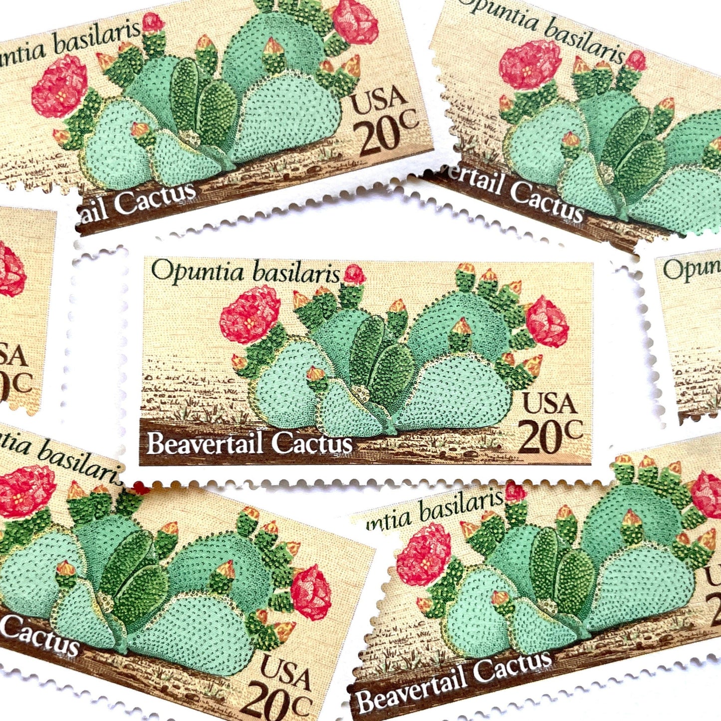 Image of four 20 cent Desert Plants Series 1981 Beavertail Cactus stamps. Scott #1944. Stamp themes: Cactus, Desert, Opuntia Basilaris, Southwest, Western, Texas, Mexican. Green and red postage stamp.