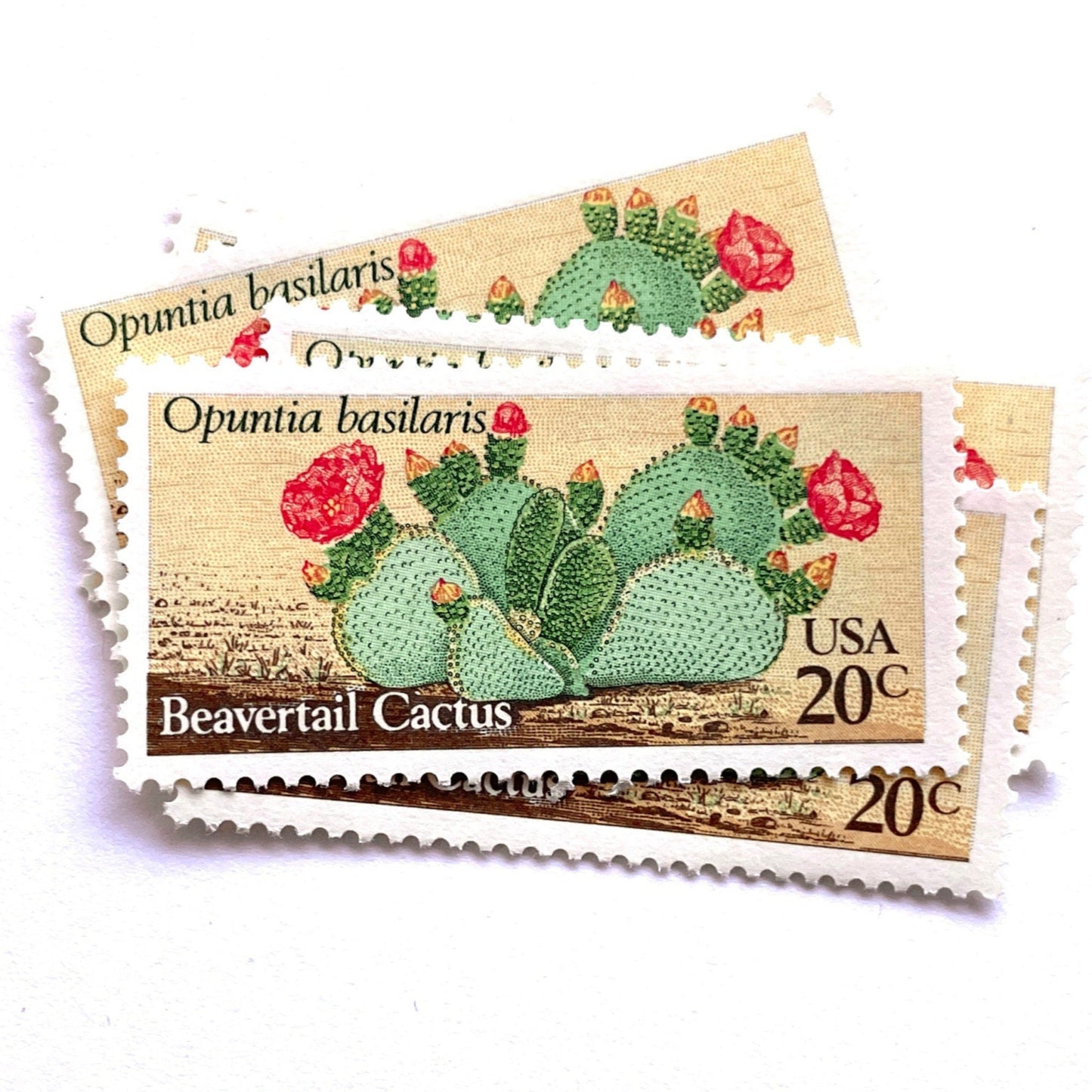Image of four 20 cent Desert Plants Series 1981 Beavertail Cactus stamps. Scott #1944. Stamp themes: Cactus, Desert, Opuntia Basilaris, Southwest, Western, Texas, Mexican. Green and red postage stamp.