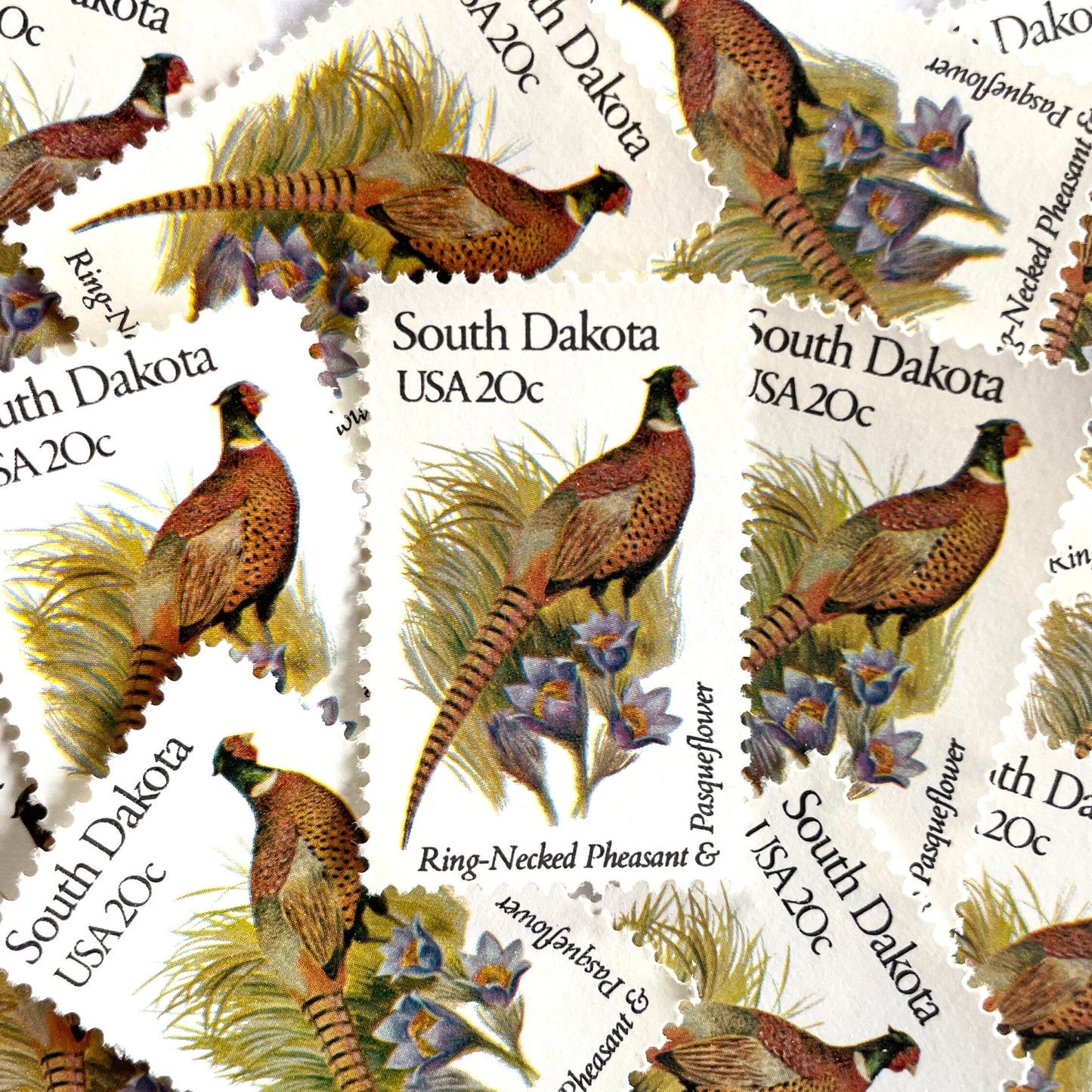 South Dakota State Bird and Flower postage stamps from 1982 featuring a Ring-Necked Pheasant and Pasqueflower on vintage unused 20-cent USPS postage, Scott 1993.