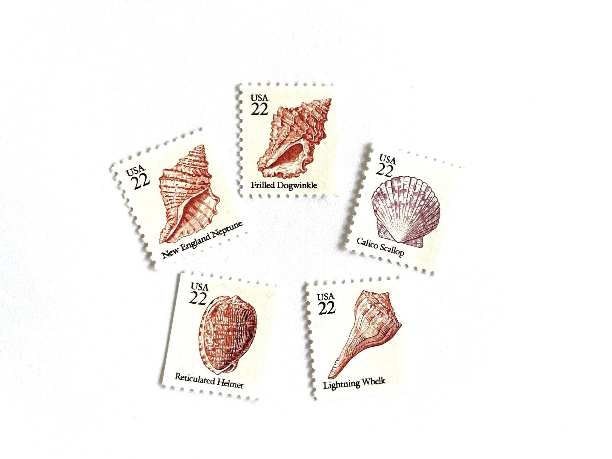 Vintage Unused Seashell Set of 5 Stamps (Beach, Ocean, Sea, Nautical, Pink) USPS Postage 22c ea/$1.10 per set - Heritage Post House