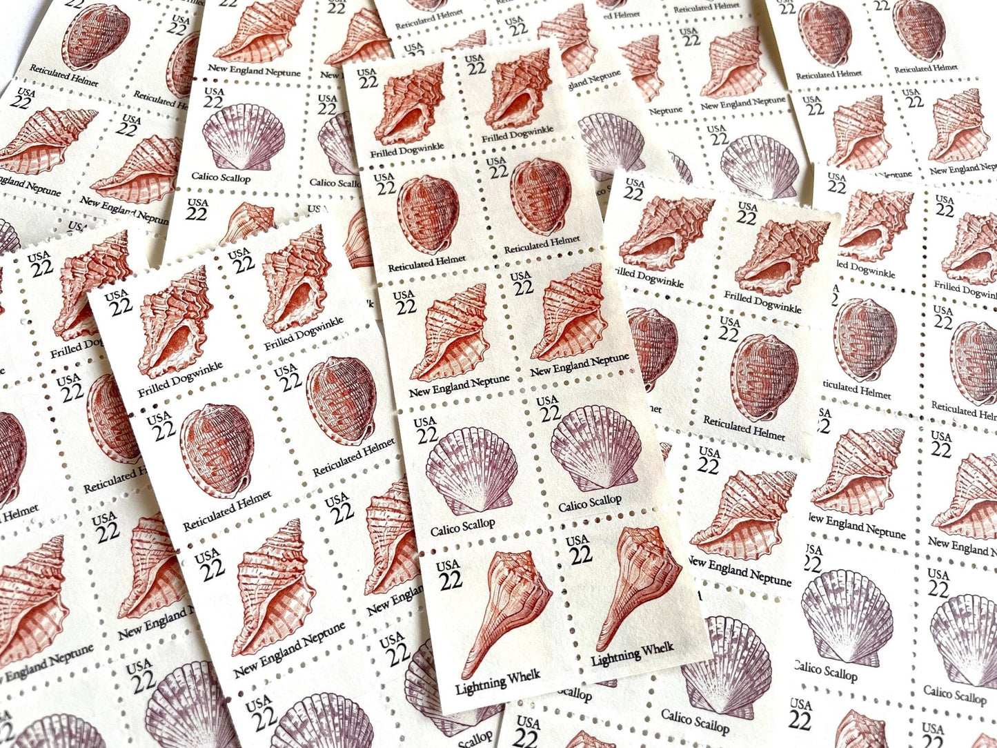 Vintage Unused Seashell Set of 5 Stamps (Beach, Ocean, Sea, Nautical, Pink) USPS Postage 22c ea/$1.10 per set - Heritage Post House