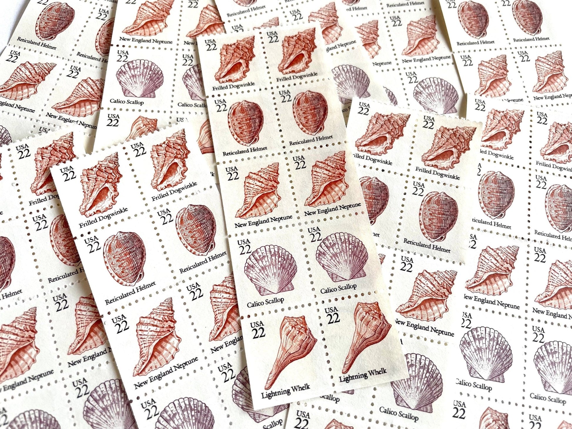 Vintage Unused Seashell Set of 5 Stamps (Beach, Ocean, Sea, Nautical, Pink) USPS Postage 22c ea/$1.10 per set - Heritage Post House