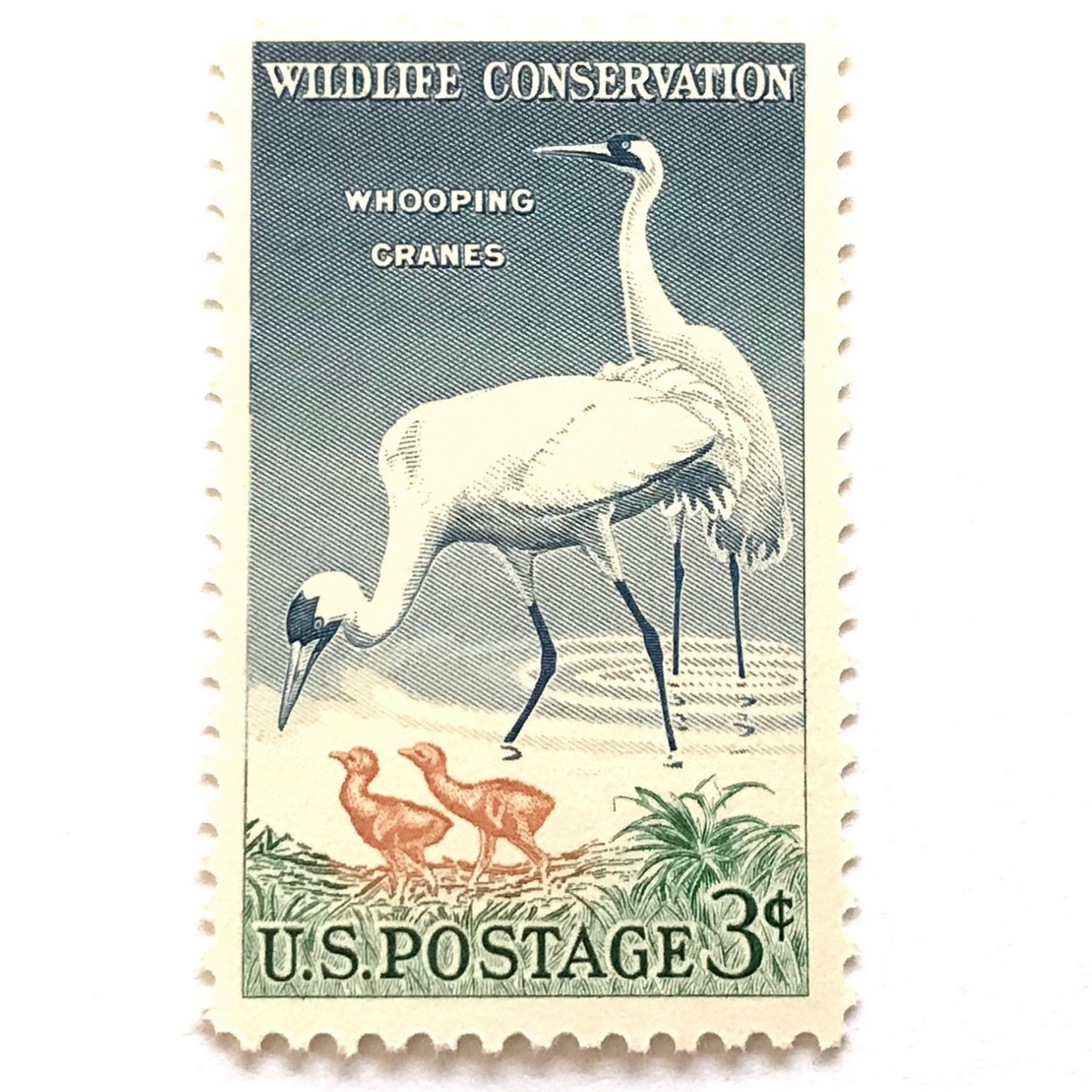 Image of 1957 Wildlife Conservation Whopping Cranes 3 cent stamps. Scott #1098. Stamp themes: Birds, Aviary, Waterfowl, White Birds, Ecology, Conservation, Wetlands, Swamp, Everglades, Florida, Chicks, Babies. Blue and green postage stamp.
