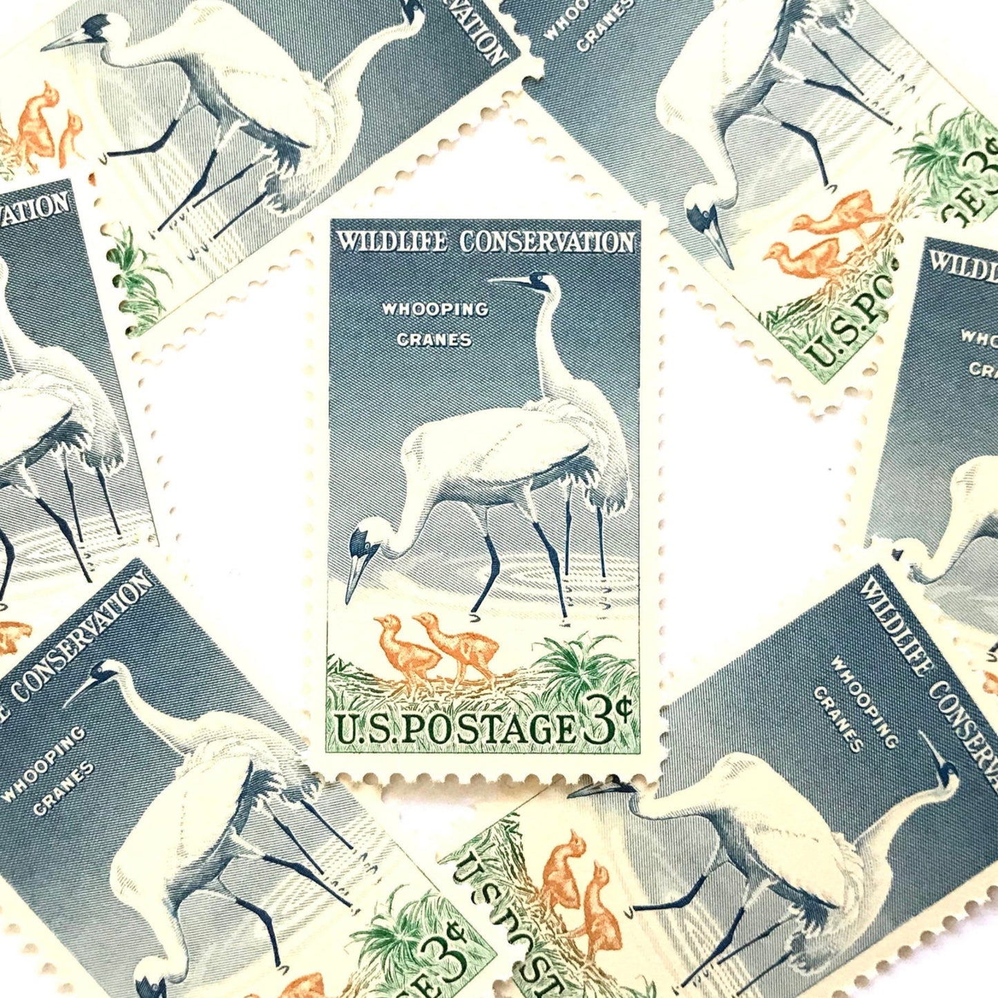 Image of 1957 Wildlife Conservation Whopping Cranes 3 cent stamps. Scott #1098. Stamp themes: Birds, Aviary, Waterfowl, White Birds, Ecology, Conservation, Wetlands, Swamp, Everglades, Florida, Chicks, Babies. Blue and green postage stamp.