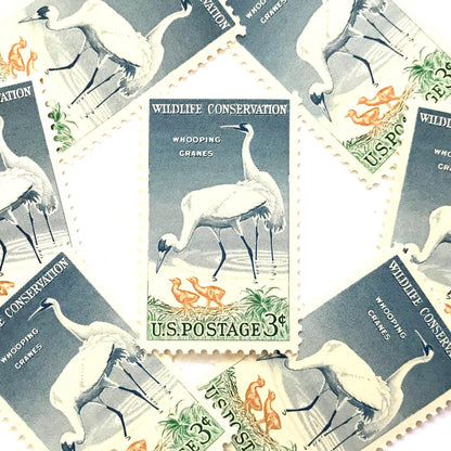 Image of 1957 Wildlife Conservation Whopping Cranes 3 cent stamps. Scott #1098. Stamp themes: Birds, Aviary, Waterfowl, White Birds, Ecology, Conservation, Wetlands, Swamp, Everglades, Florida, Chicks, Babies. Blue and green postage stamp.