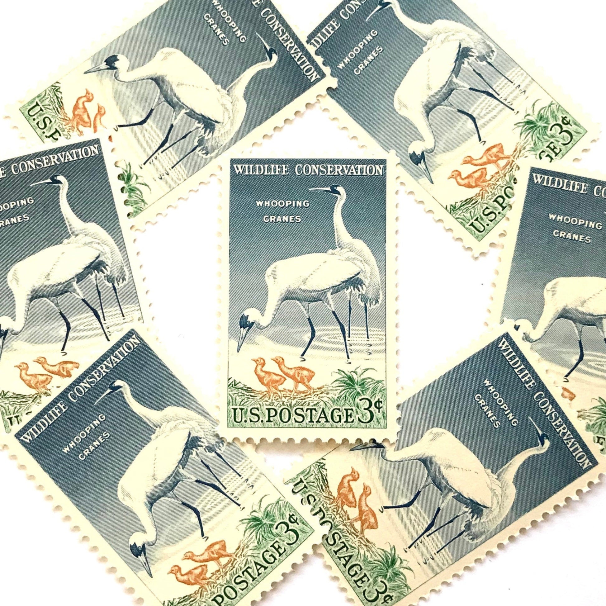 Image of 1957 Wildlife Conservation Whopping Cranes 3 cent stamps. Scott #1098. Stamp themes: Birds, Aviary, Waterfowl, White Birds, Ecology, Conservation, Wetlands, Swamp, Everglades, Florida, Chicks, Babies. Blue and green postage stamp.