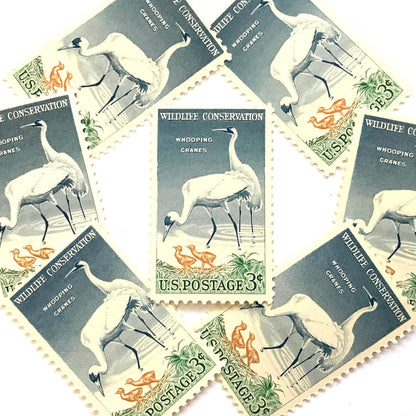 Image of 1957 Wildlife Conservation Whopping Cranes 3 cent stamps. Scott #1098. Stamp themes: Birds, Aviary, Waterfowl, White Birds, Ecology, Conservation, Wetlands, Swamp, Everglades, Florida, Chicks, Babies. Blue and green postage stamp.
