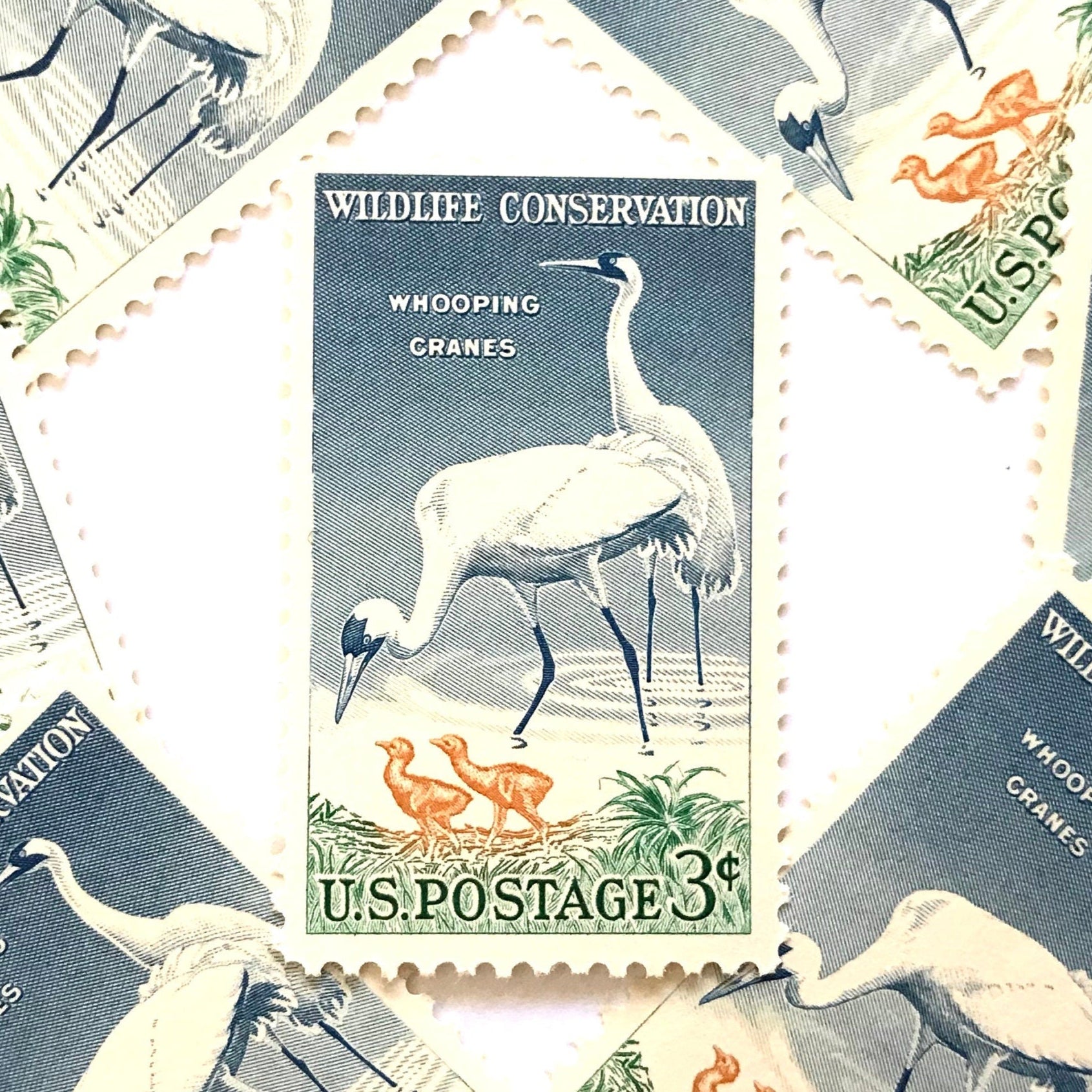 Image of 1957 Wildlife Conservation Whopping Cranes 3 cent stamps. Scott #1098. Stamp themes: Birds, Aviary, Waterfowl, White Birds, Ecology, Conservation, Wetlands, Swamp, Everglades, Florida, Chicks, Babies. Blue and green postage stamp.