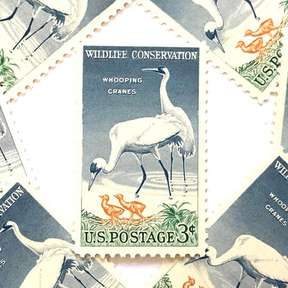 Image of 1957 Wildlife Conservation Whopping Cranes 3 cent stamps. Scott #1098. Stamp themes: Birds, Aviary, Waterfowl, White Birds, Ecology, Conservation, Wetlands, Swamp, Everglades, Florida, Chicks, Babies. Blue and green postage stamp.