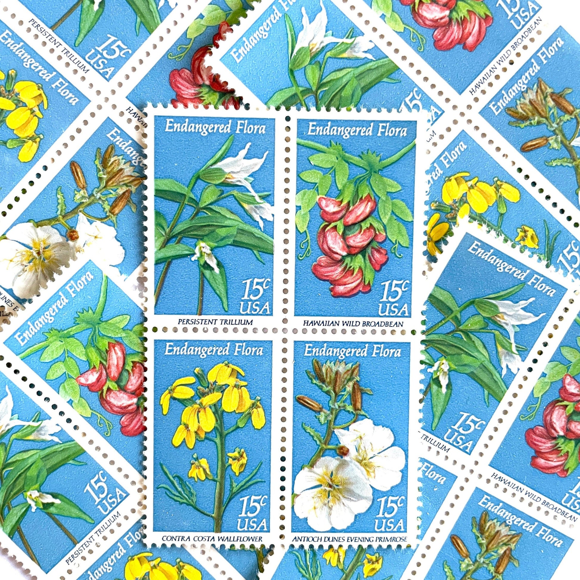 Image of four 15 cent Endangered Flora Se-Tenant 1993 Wildflower postage stamps. Scott #1783-86. Stamp themes: Endangered species, Endangered flora, Vulnerable, Extinct, Extinction, Environmental, Preservation, Ecology, Hawaiian Wild Broadbean or Hawaiian Vetch, Contra Costa Wallflower, Persistent Trillium, Antioch Dunes Evening Primrose. Blue postage stamp.