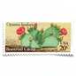 Image of four 20 cent Desert Plants Series 1981 Beavertail Cactus stamp. Scott #1944. Stamp themes: Cactus, Desert, Opuntia Basilaris, Southwest, Western, Texas, Mexican. Green and red postage stamp.