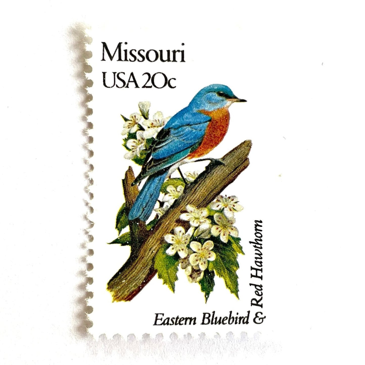 Image of Missouri State Bird and Flower postage stamps from 1982, featuring a Bluebird and Hawthorn Blossom on vintage unused 20-cent USPS postage, Scott 1977.