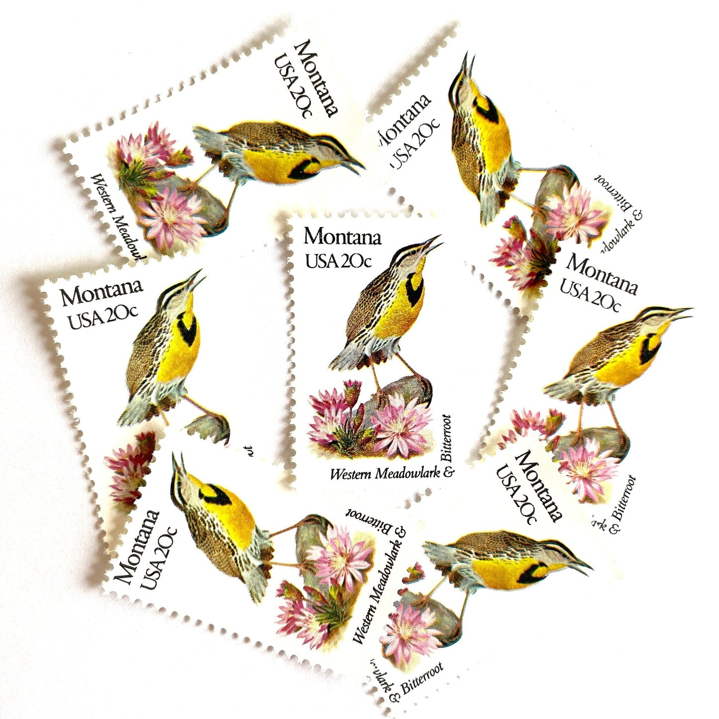 Image of Montana State Bird and Flower postage stamps from 1982, featuring a Western Meadowlark and Bitterroot on vintage unused 20-cent USPS postage, Scott 1978.
