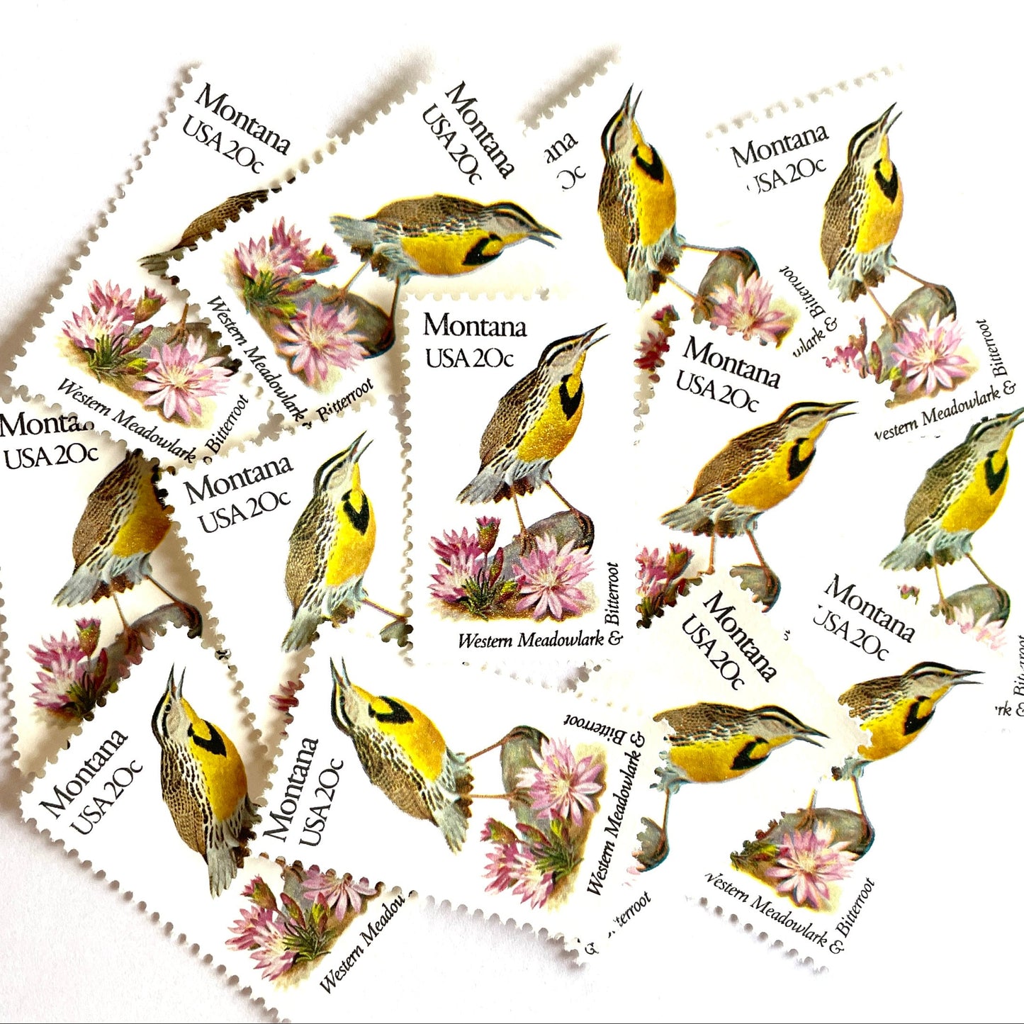 Image of Montana State Bird and Flower postage stamps from 1982, featuring a Western Meadowlark and Bitterroot on vintage unused 20-cent USPS postage, Scott 1978.