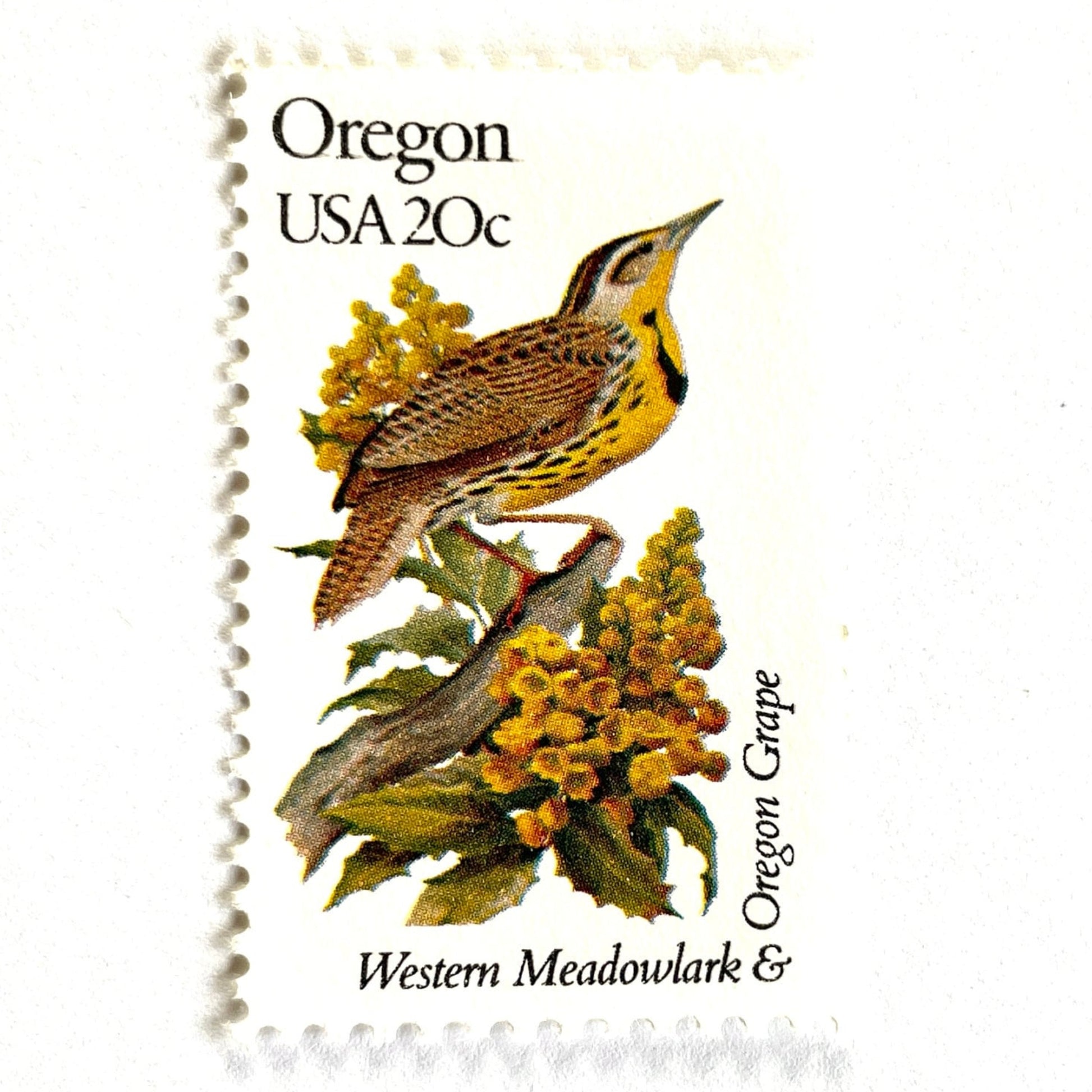 Image of Oregon State Bird and Flower postage stamps from 1982, featuring a Western Meadowlark and Oregon Grape on vintage unused 20-cent USPS postage, Scott 1989.