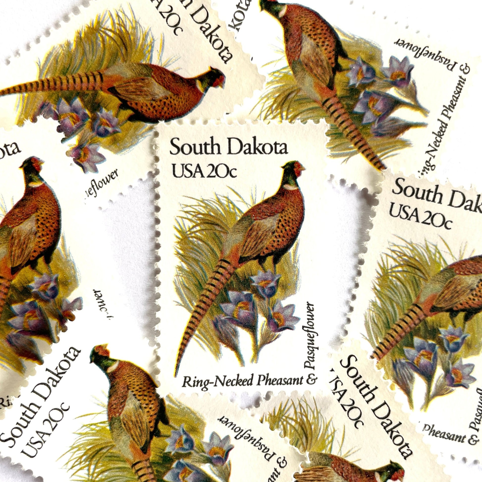 South Dakota State Bird and Flower postage stamps from 1982 featuring a Ring-Necked Pheasant and Pasqueflower on vintage unused 20-cent USPS postage, Scott 1993.