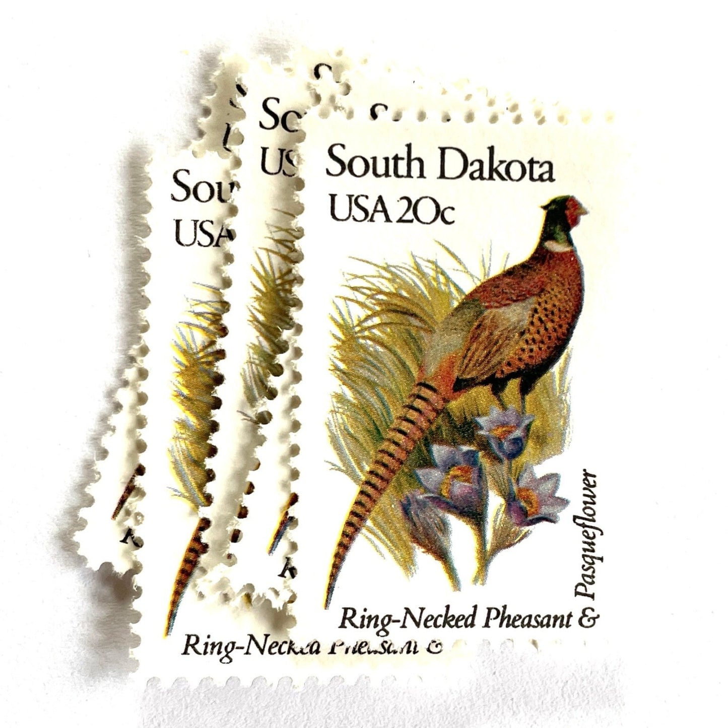 South Dakota State Bird and Flower postage stamps from 1982 featuring a Ring-Necked Pheasant and Pasqueflower on vintage unused 20-cent USPS postage, Scott 1993.