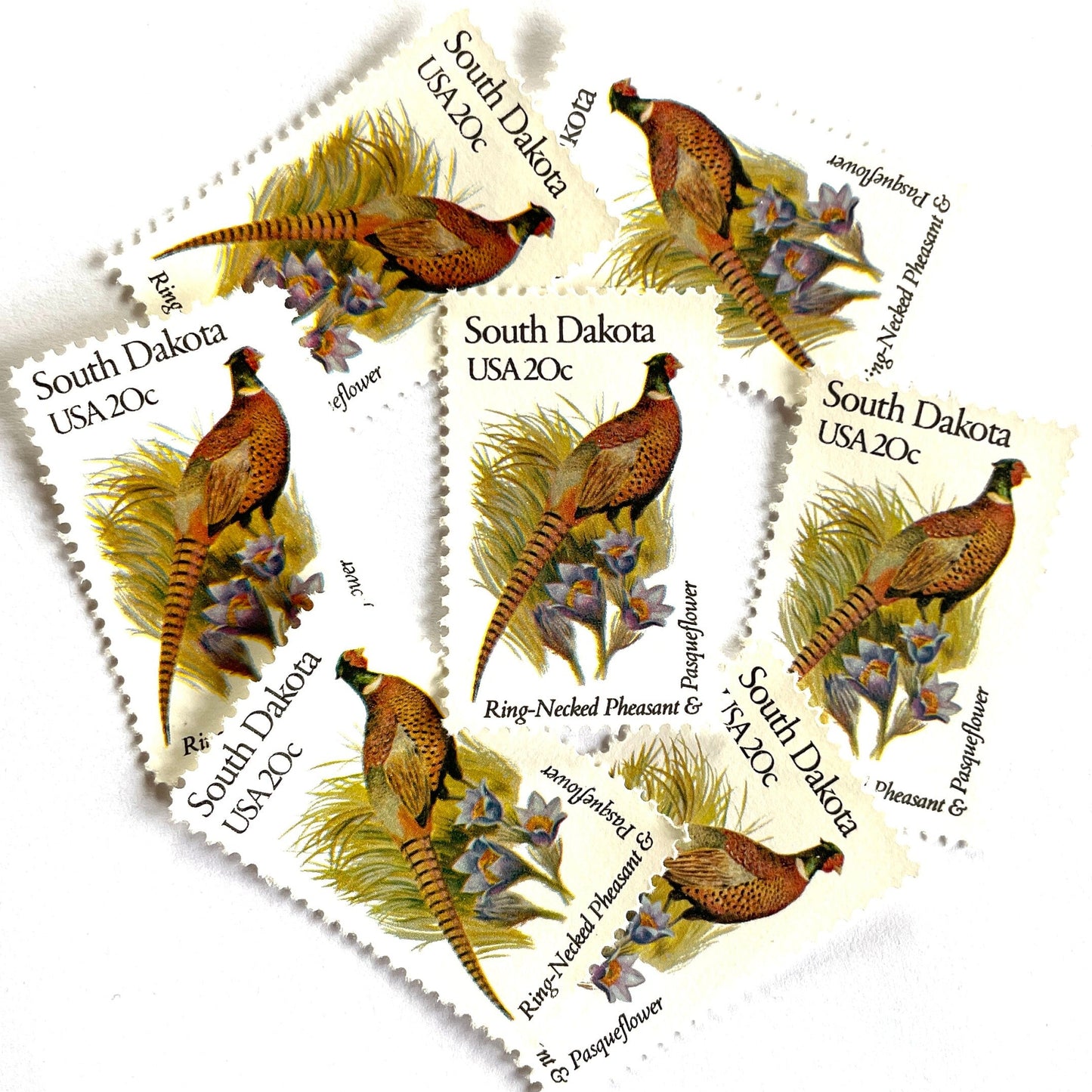 South Dakota State Bird and Flower postage stamps from 1982 featuring a Ring-Necked Pheasant and Pasqueflower on vintage unused 20-cent USPS postage, Scott 1993.