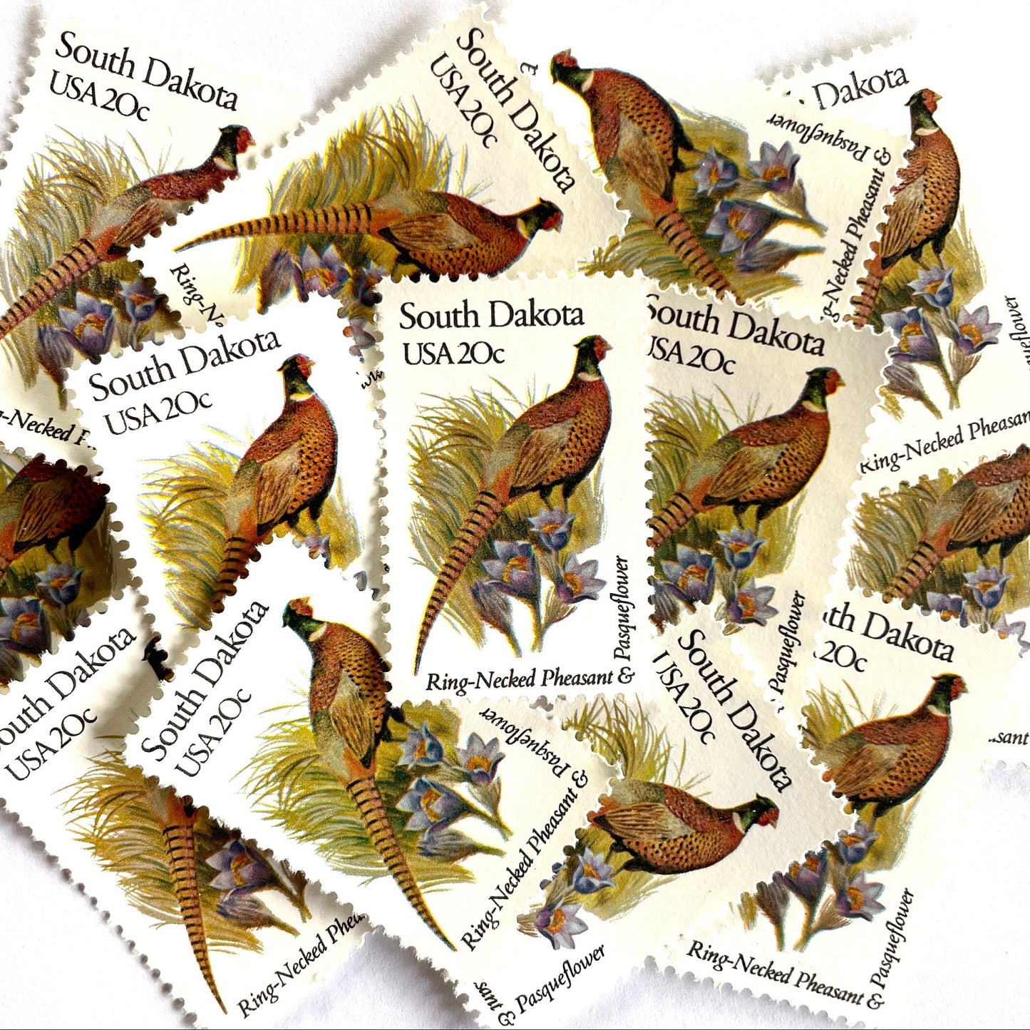South Dakota State Bird and Flower postage stamps from 1982 featuring a Ring-Necked Pheasant and Pasqueflower on vintage unused 20-cent USPS postage, Scott 1993.