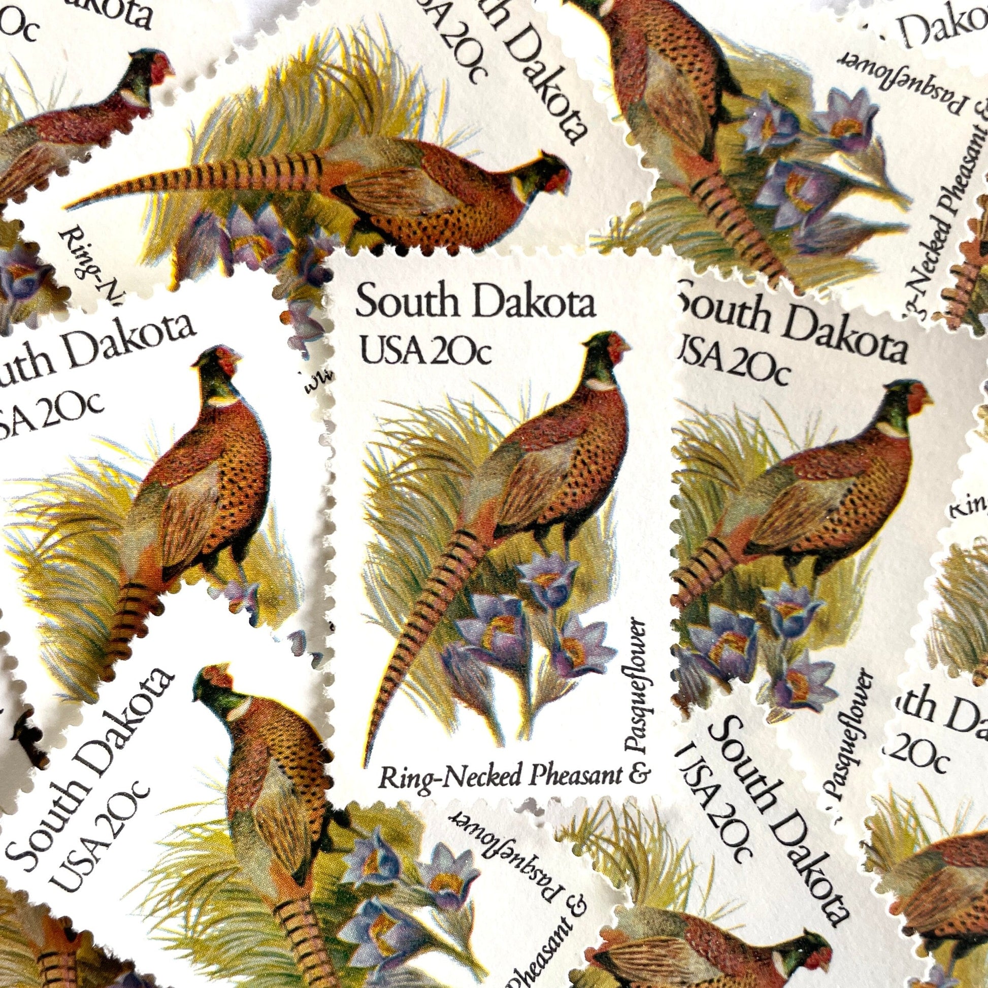 South Dakota State Bird and Flower postage stamps from 1982 featuring a Ring-Necked Pheasant and Pasqueflower on vintage unused 20-cent USPS postage, Scott 1993.