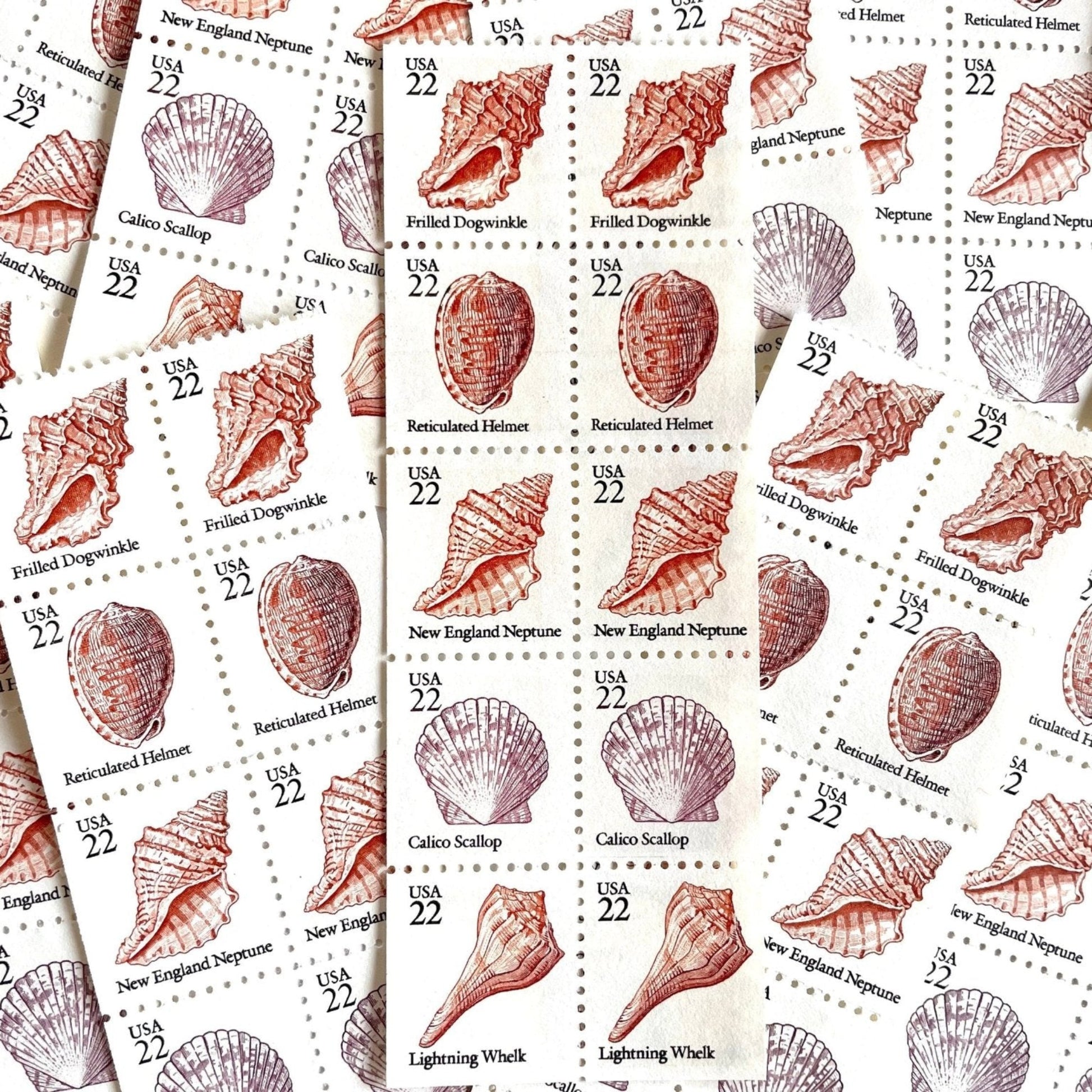 Vintage Unused Seashell Set of 5 Stamps (Beach, Ocean, Sea, Nautical, Pink) USPS Postage 22c ea/$1.10 per set - Heritage Post House - Scott Numbers 2117, 2118, 2119, 2120, 2121