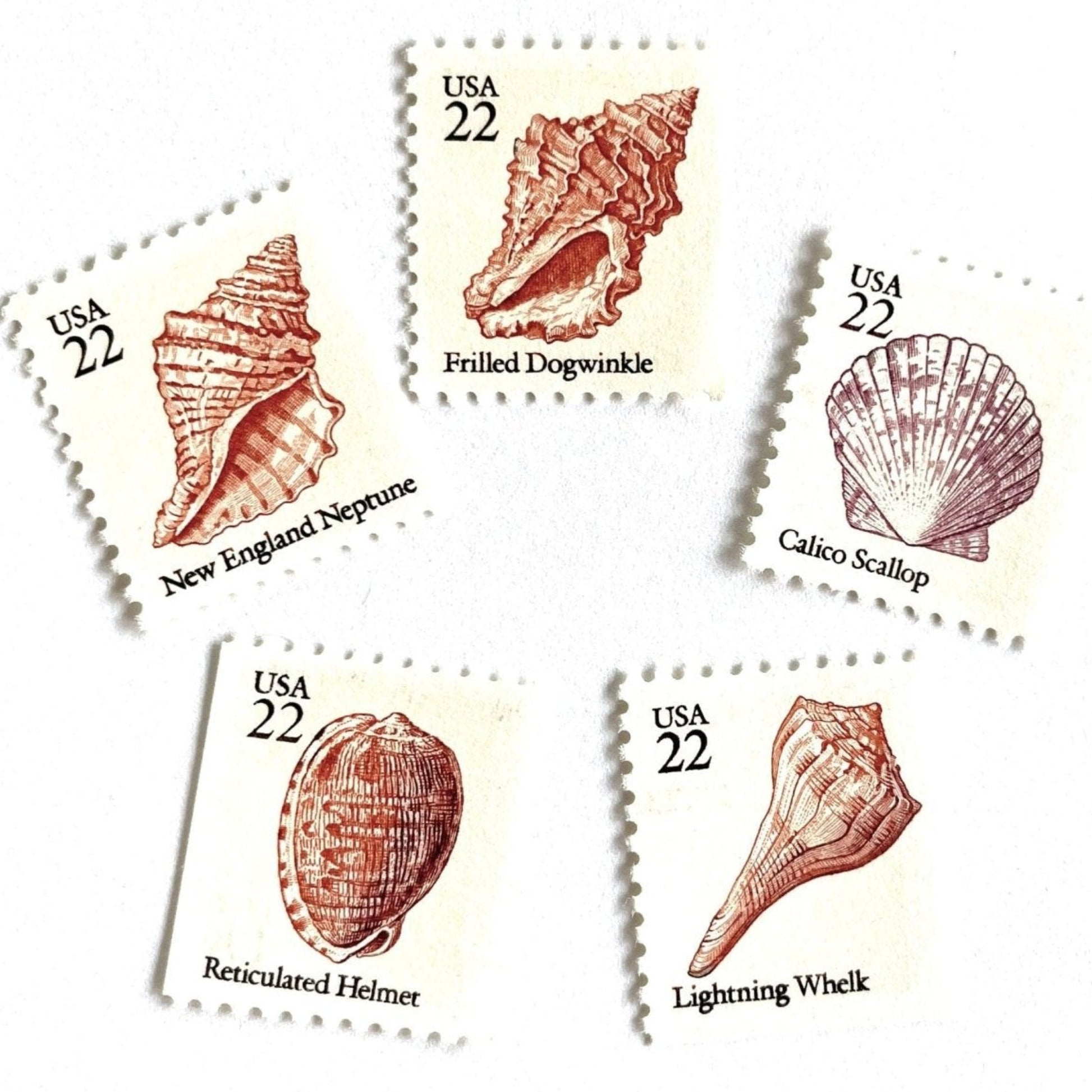 Vintage Unused Seashell Set of 5 Stamps (Beach, Ocean, Sea, Nautical, Pink) USPS Postage 22c ea/$1.10 per set - Heritage Post House - Scott Numbers 2117, 2118, 2119, 2120, 2121 - Scott Numbers 2117, 2118, 2119, 2120, 2121