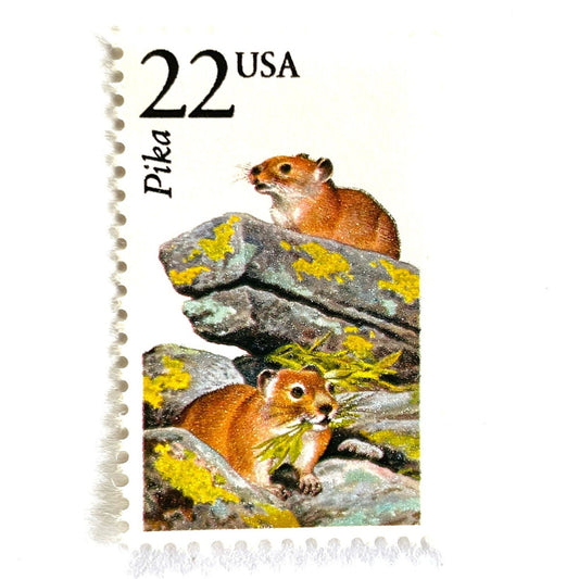 Image of 1987 North American Wildlife Series “Pika” 22-cent vintage unused USPS mail stamps. Scott #2319. Stamp Themes: Wildlife, Nature, Rodent, Herbivore, Alpine, Mountains, Western U.S., Western Canada, Colorado Rockies, Montana, Wyoming, Utah, Nevada, New Mexico, British Columbia, Alberta. Natural, Gold, Grey, Multicolored postage stamps. Perfect vintage postage stamp to use for save the date announcements, wedding invitation postage, shower invitations, birth announcements, and snail mail.