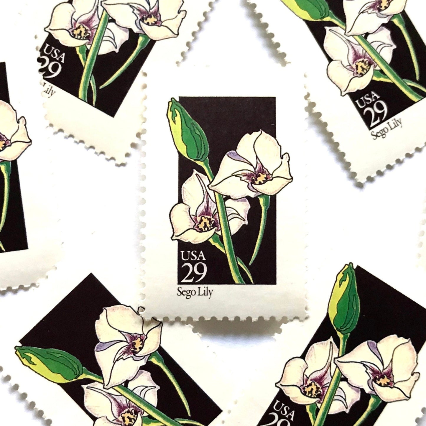 Image of 1992 Wildflowers Sego Lily 29 cent stamps. Scott #2667. Stamp themes: Plants, Flowers, Wildflowers, Flora, Botanical, Mormon Pioneers, Utah State Flower. Grand Tetons National Park, Prairie. Black and white postage stamp.