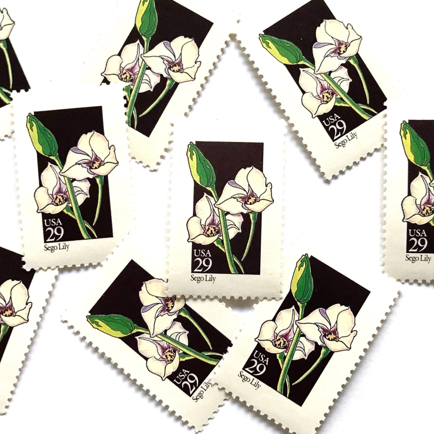 Image of 1992 Wildflowers Sego Lily 29 cent stamps. Scott #2667. Stamp themes: Plants, Flowers, Wildflowers, Flora, Botanical, Mormon Pioneers, Utah State Flower. Grand Tetons National Park, Prairie. Black and white postage stamp.