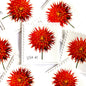 Image of 2007 Beautiful Blooms series “Dahlia” unused 41-cent vintage USPS mail stamps. Scott #4179. Stamp Themes: Flowers, Floral, Botanical, Fragrant, Gardening, Nature. Red, Green, Multicolored self-adhesive postage stamp. Perfect postage stamp to use for save the date announcements, wedding invitation postage, bridal shower invitations, birth announcements, thank you cards, valentine’s day, and snail mail.