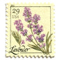 Image of 2011 Herbs Series “Lavender” unused 29-cent USPS mail stamps. Scott #4508. Stamp Themes: Herbs, Medicinal, Culinary, Cooking, Flowers, Wildflowers, Floral, Botanical, Fragrant, Mediterranean. Purple, Violet, Green, Beige/Neutral, Multicolored self-adhesive postage stamp. Perfect postage stamp to use for save the date announcements, wedding invitation postage, shower invitations, birth announcements, thank you cards, valentine’s day, and snail mail.