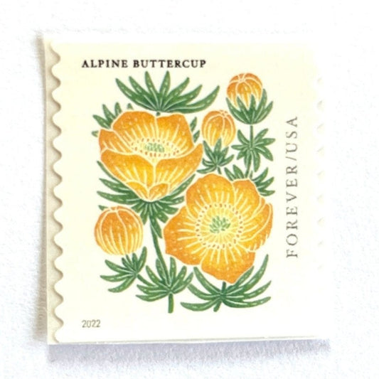 Image of 2022 Mountain Flora Series “Alpine Buttercup” unused Forever USPS mail stamps. Scott #5673. Stamp Themes: Flowers, Wildflowers, Floral, Botanical, Alpine, Mountain Flora, Spring, Mountain Wedding, Rocky Mountains, Montana, Wyoming, Colorado, Utah, New Mexico. Gold, Yellow, Green, Multicolored postage stamp. Perfect vintage postage stamp to use for save the date announcements, wedding invitation postage, shower invitations, thank you cards, birthday party invites, and snail mail.