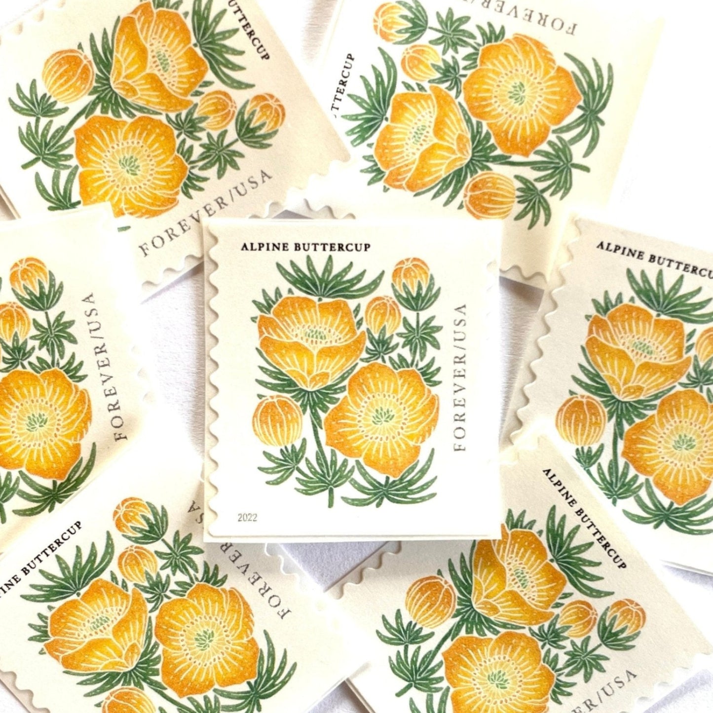 Image of 2022 Mountain Flora Series “Alpine Buttercup” unused Forever USPS mail stamps. Scott #5673. Stamp Themes: Flowers, Wildflowers, Floral, Botanical, Alpine, Mountain Flora, Spring, Mountain Wedding, Rocky Mountains, Montana, Wyoming, Colorado, Utah, New Mexico. Gold, Yellow, Green, Multicolored postage stamp. Perfect vintage postage stamp to use for save the date announcements, wedding invitation postage, shower invitations, thank you cards, birthday party invites, and snail mail.
