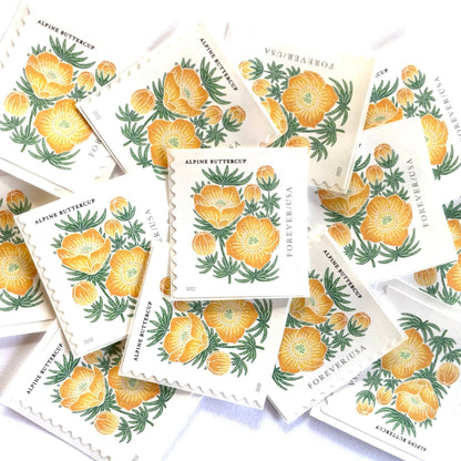 Image of 2022 Mountain Flora Series “Alpine Buttercup” unused Forever USPS mail stamps. Scott #5673. Stamp Themes: Flowers, Wildflowers, Floral, Botanical, Alpine, Mountain Flora, Spring, Mountain Wedding, Rocky Mountains, Montana, Wyoming, Colorado, Utah, New Mexico. Gold, Yellow, Green, Multicolored postage stamp. Perfect vintage postage stamp to use for save the date announcements, wedding invitation postage, shower invitations, thank you cards, birthday party invites, and snail mail.