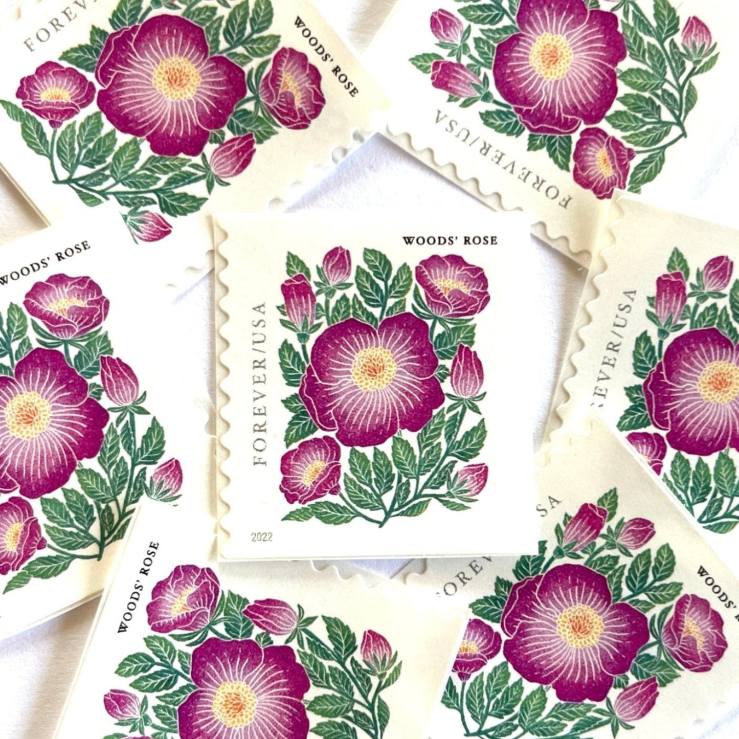Image of 2022 Mountain Flora Series “Woods’ Rose” unused Forever USPS mail stamps. Scott #5674. Stamp Themes: Flowers, Wildflowers, Floral, Botanical, Alpine, Mountain Flora, Spring, Mountain Wedding, Rocky Mountains, Colorado, Wyoming, Montana, Utah, Idaho, and New Mexico. Pink, Green, Yellow, Multicolored postage stamp. Perfect postage stamp to use for save the date announcements, wedding invitation postage, shower invitations, thank you cards, birthday party invites, and snail mail.