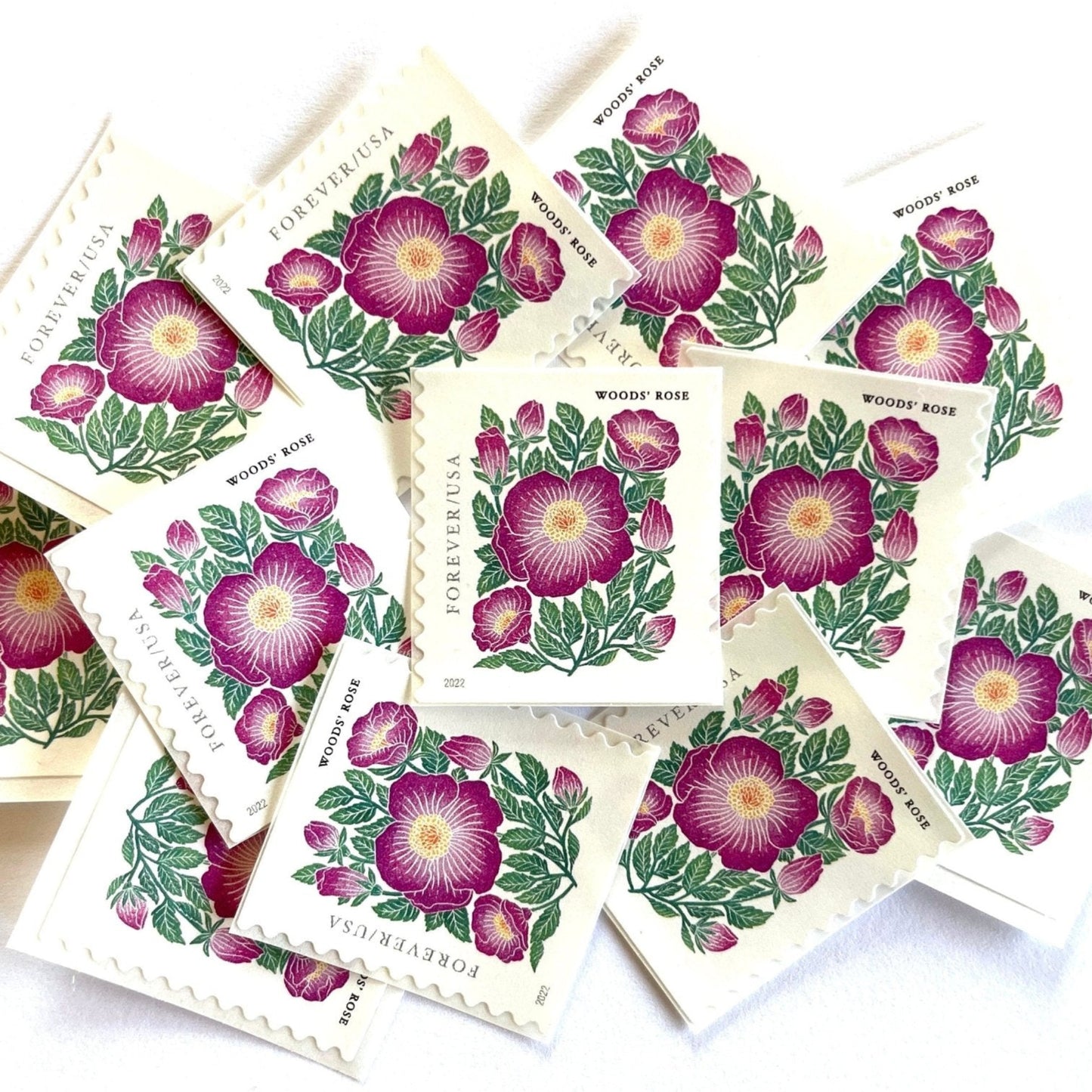 Image of 2022 Mountain Flora Series “Woods’ Rose” unused Forever USPS mail stamps. Scott #5674. Stamp Themes: Flowers, Wildflowers, Floral, Botanical, Alpine, Mountain Flora, Spring, Mountain Wedding, Rocky Mountains, Colorado, Wyoming, Montana, Utah, Idaho, and New Mexico. Pink, Green, Yellow, Multicolored postage stamp. Perfect postage stamp to use for save the date announcements, wedding invitation postage, shower invitations, thank you cards, birthday party invites, and snail mail.