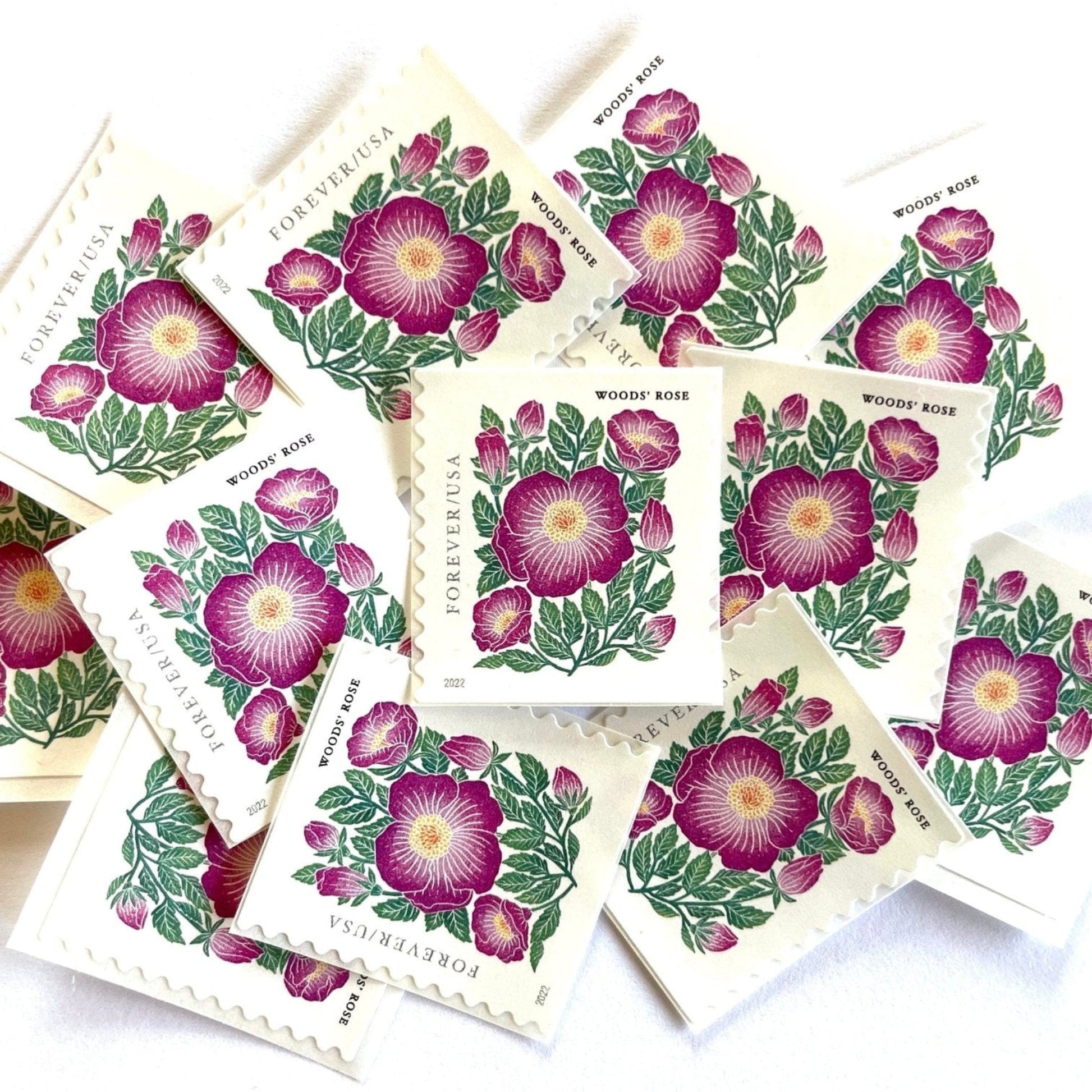 Image of 2022 Mountain Flora Series “Woods’ Rose” unused Forever USPS mail stamps. Scott #5674. Stamp Themes: Flowers, Wildflowers, Floral, Botanical, Alpine, Mountain Flora, Spring, Mountain Wedding, Rocky Mountains, Colorado, Wyoming, Montana, Utah, Idaho, and New Mexico. Pink, Green, Yellow, Multicolored postage stamp. Perfect postage stamp to use for save the date announcements, wedding invitation postage, shower invitations, thank you cards, birthday party invites, and snail mail.