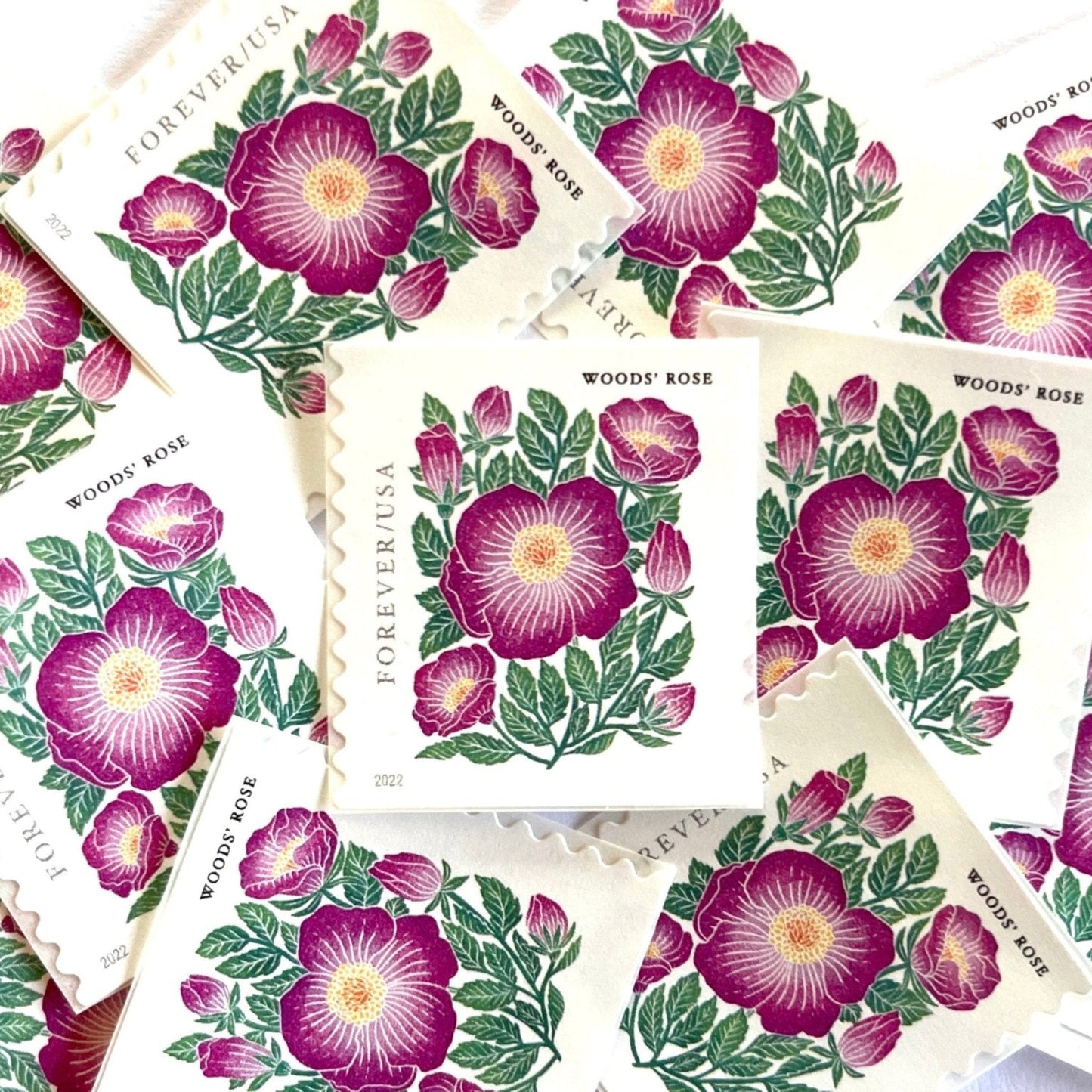 Image of 2022 Mountain Flora Series “Woods’ Rose” unused Forever USPS mail stamps. Scott #5674. Stamp Themes: Flowers, Wildflowers, Floral, Botanical, Alpine, Mountain Flora, Spring, Mountain Wedding, Rocky Mountains, Colorado, Wyoming, Montana, Utah, Idaho, and New Mexico. Pink, Green, Yellow, Multicolored postage stamp. Perfect postage stamp to use for save the date announcements, wedding invitation postage, shower invitations, thank you cards, birthday party invites, and snail mail.