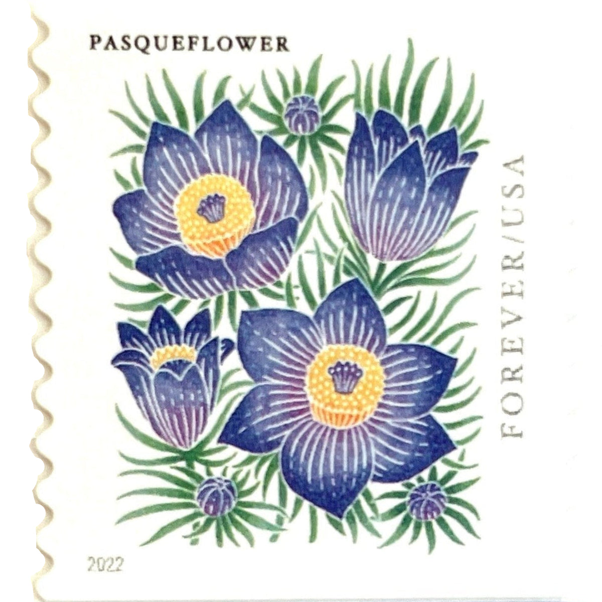 Vintage Pasqueflower postage stamp from the 2022 Mountain Flora issue featuring a purple pasqueflower in block-print-style botanical art on unused USPS Forever postage, Scott 5676.